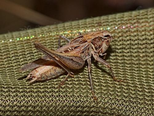 Réf. 347 162 : Tessellana tessellata tessellata